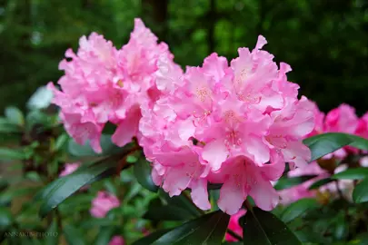 How to Grow Rhododendrons Successfully.