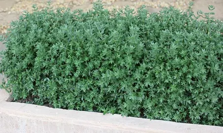 How To Grow A Westringia Hedge.