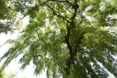 How to Grow Willow Trees in NZ.
