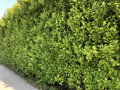 How Hard Can I Prune A Griselinia?