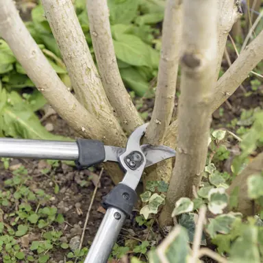 How Hard Can I Prune A Hibiscus?