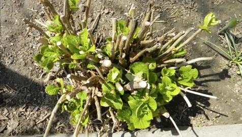 How Hard Can I Prune Or Cut Back A Hydrangea?