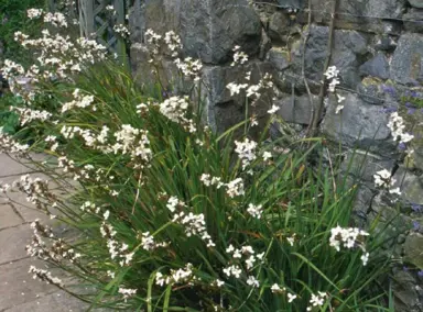 How Hard Can I Prune A Libertia?