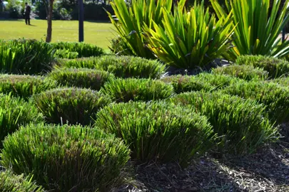 How Hard Can I Prune A Lomandra?