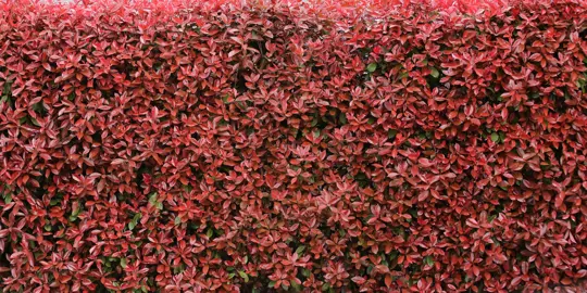 How Hard Can I Prune A Photinia?