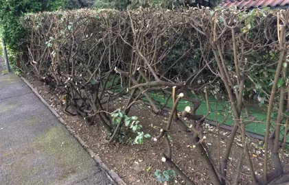 How Hard Can I Trim A Pittosporum?