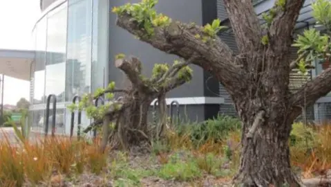 How Hard Can I Trim A Pohutukawa?