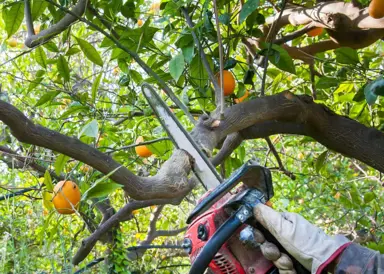 How Hard Can I Prune A Lime?