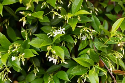 How Hard Can I Prune Star Jasmine?