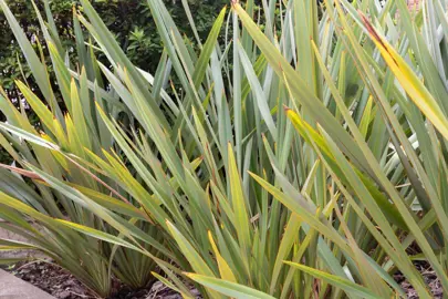 How Hardy Is Phormium?