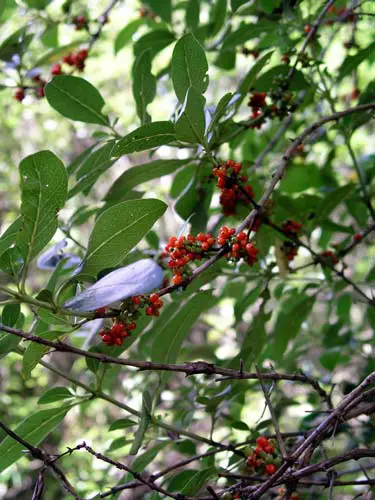 How To Identify Karamu?