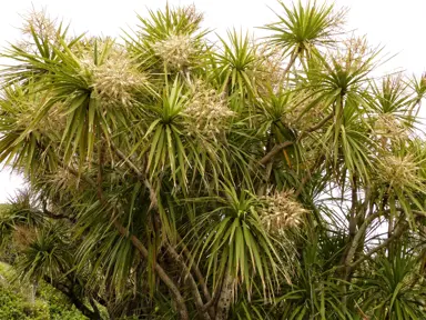 How Long Do Cabbage Trees Take To Grow?