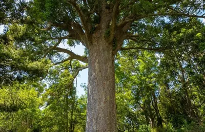 How Long Does It Take For A Kauri Tree To Grow?