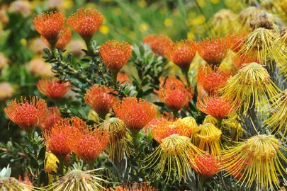 How Long Do Protea Flowers Last?