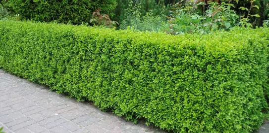 How To Maintain Hedge Plants.
