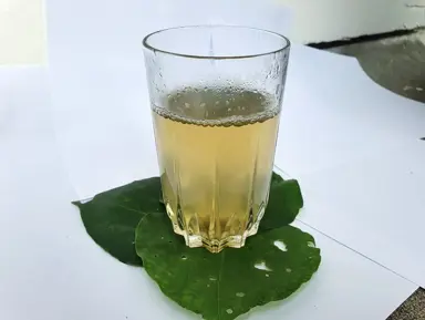 How To Make Kawakawa Tea.