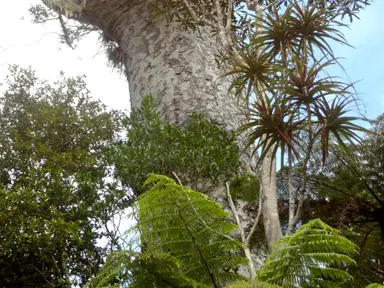 How Many Kauri Are Left In NZ?