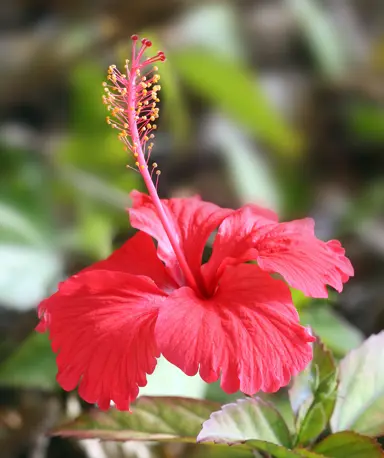 How Many Pistils Does A Hibiscus Flower Have?