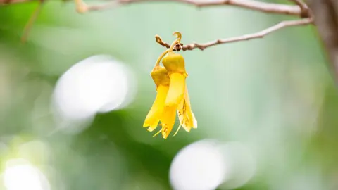 How Many Species Of Sophora Are There?