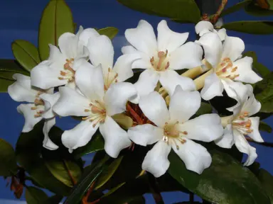How to Maximise the Vireya Rhododendron Flowering Season.