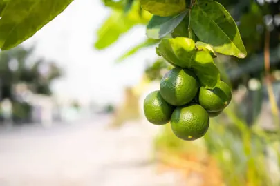 How Much Sunlight Do Limes Need?