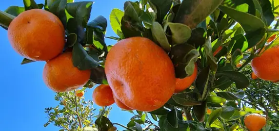 How Much Sunlight Do Mandarins Need?