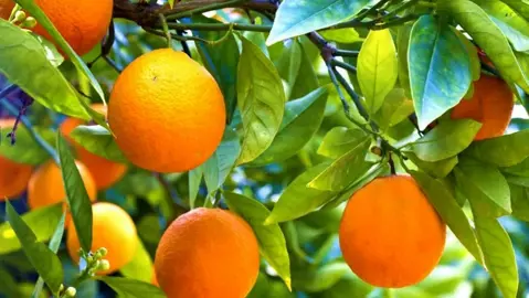 How Much Sunlight Do Oranges Need?