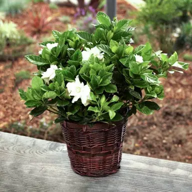 How Often Do You Fertilize Gardenias?