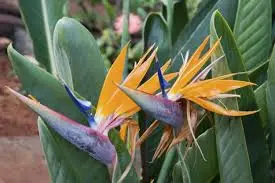 How To Plant A Bird Of Paradise.