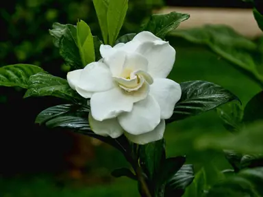 How Do I Plant A Gardenia?