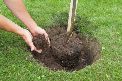 How To Plant Kowhai Trees And Shrubs.