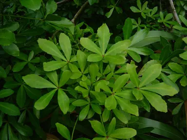 How To Plant A Pseudopanax.