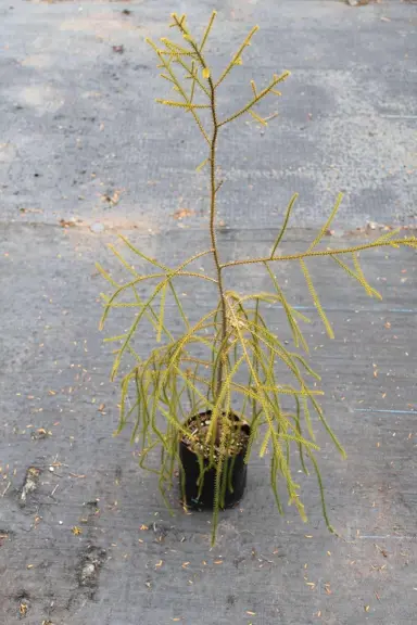 How Do You Plant A Rimu Tree?