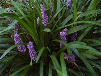 How To Pronounce Liriope Muscari.