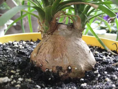 How to Propagate a Ponytail Palm.