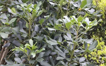 How To Propagate Pseudopanax From Cuttings.