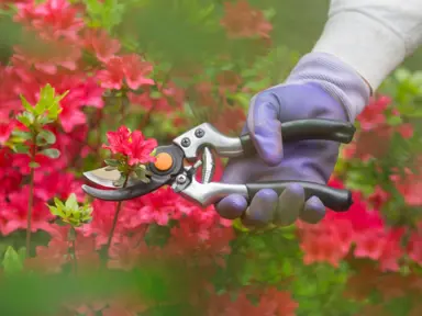 How to Prune Azaleas.