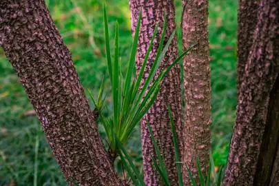 How To Prune A Cabbage Tree.