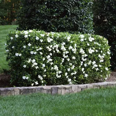 How To Prune Gardenia Bushes.