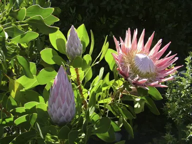 How To Prune A Large Protea Tree.