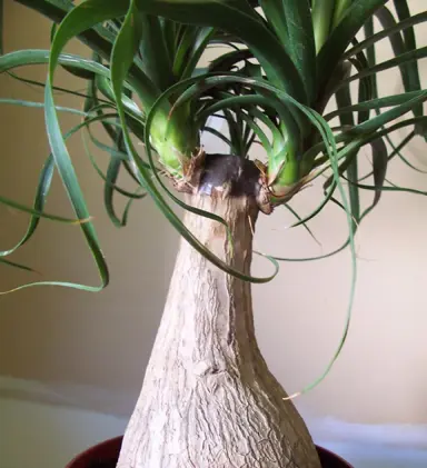 How to Prune a Ponytail Palm.