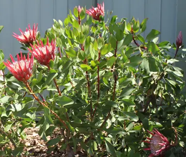 How To Prune Proteas.