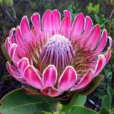 How Quickly Do Proteas Grow?