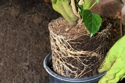 How To Repot A Hibiscus Plant.
