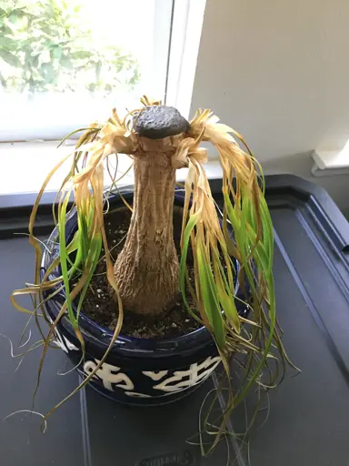 How to Save a Ponytail Palm.