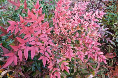 How Tall Will My Nandina Grow?