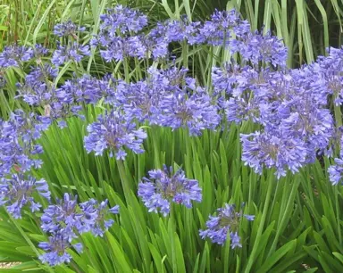 How To Care For Agapanthus.
