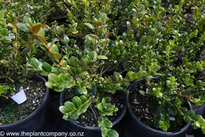 How To Care For Buxus.