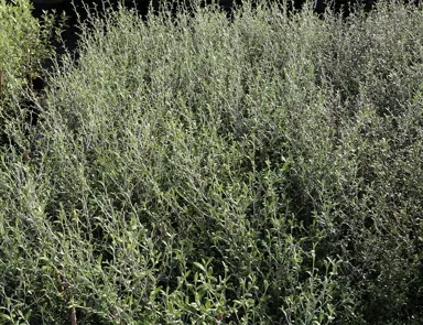 How To Care For Corokia.