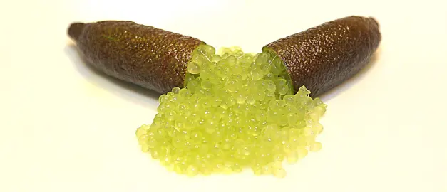 How To Care For Finger Limes.